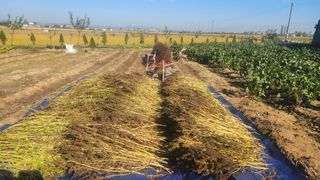 최인섭님의 들깨 · 영농일지 작성글 사진