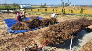 최인섭님의 들깨 · 영농일지 작성글 사진