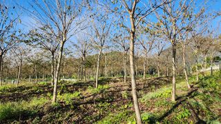 정진우님의 기타작물 · 영농일지 작성글 사진