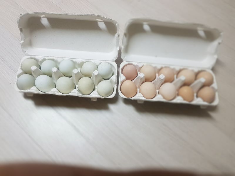 장터 상품 [유정란..청계25000원 유정란20000원 ] 썸네일