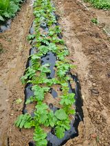 팜모닝 배추·영농일지 게시글 이미지