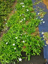 농업인님의 작성글 사진