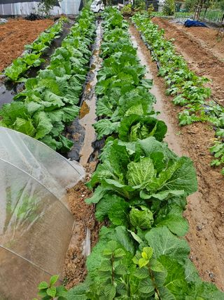 농업인님의 배추 · 영농일지 작성글 사진