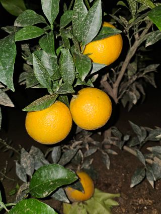 꿀벌과개미님의 귤 · 영농일지 작성글 사진