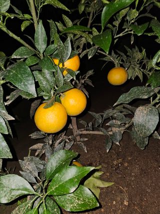 꿀벌과개미님의 귤 · 영농일지 작성글 사진