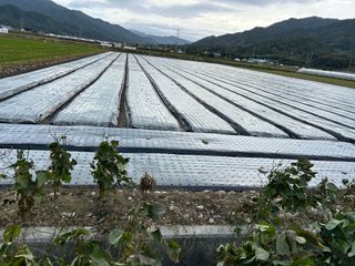 박종석님의 양파 · 영농일지 작성글 사진