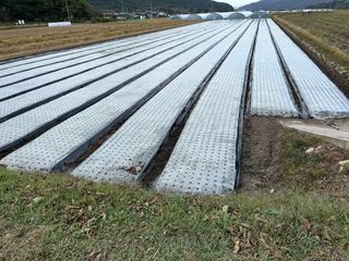 박종석님의 양파 · 영농일지 작성글 사진