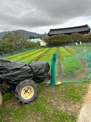 박종석님의 양파 · 영농일지 작성글 사진