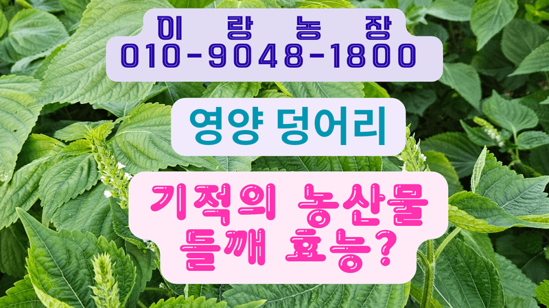 (이랑농장)김재한님의 장터 판매 상품 [이랑농장  24년 햇 들깨  5키로  택배비 포함가격 ] 첨부 사진