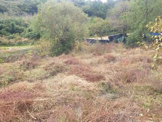 박석중님의 감 · 영농일지 작성글 사진