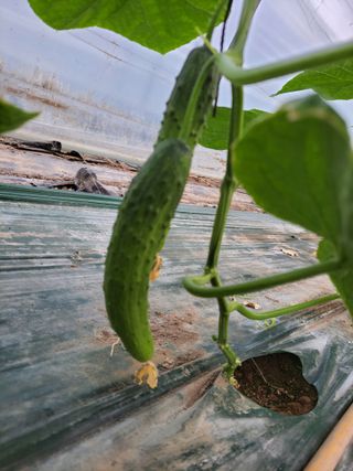 표고버섯20992님의 오이 · 영농일지 작성글 사진