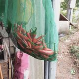 팜모닝 고추·영농일지 게시글 이미지