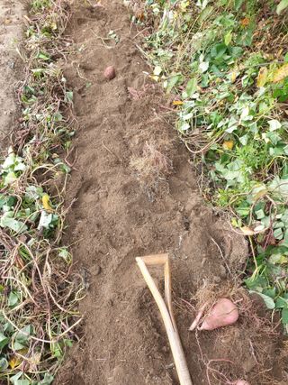 고추29286님의 고구마 · 영농일지 작성글 사진