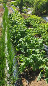 팜모닝 배추·영농일지 게시글 이미지