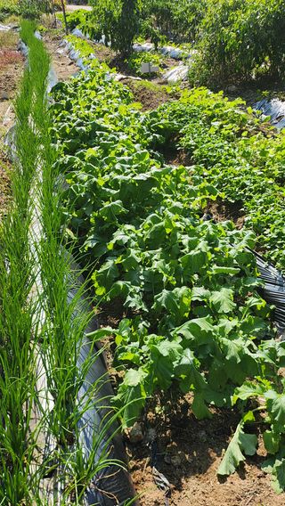 나팔농부김흥우님의 배추 · 영농일지 작성글 사진