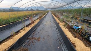 김동만님의 블루베리 · 영농일지 작성글 사진