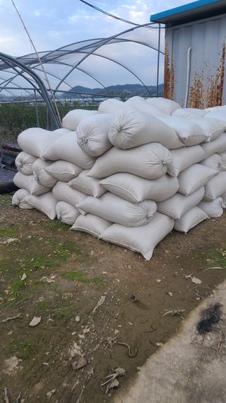 김동만님의 블루베리 · 영농일지 작성글 사진