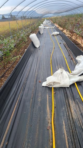 김동만님의 블루베리 · 영농일지 작성글 사진