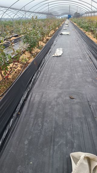 김동만님의 블루베리 · 영농일지 작성글 사진