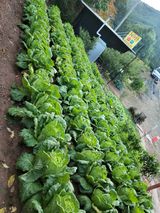 팜모닝 배추·영농일지 게시글 이미지