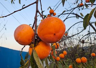 김제일주농장님의 감 · 영농일지 작성글 사진