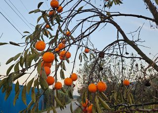 김제일주농장님의 감 · 영농일지 작성글 사진