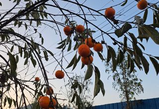 김제일주농장님의 감 · 영농일지 작성글 사진