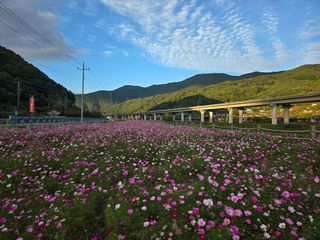 철남 김희곤님의 우리동네 가을단풍 자랑하기 · 참여글 작성글 사진