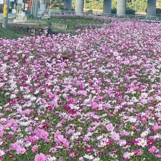 철남 김희곤님의 우리동네 가을단풍 자랑하기 · 참여글 작성글 사진