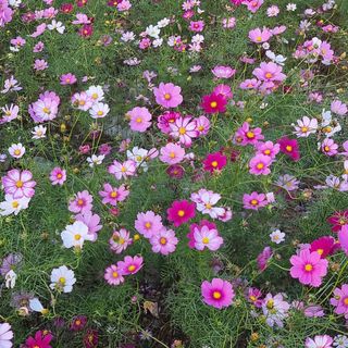 철남 김희곤님의 우리동네 가을단풍 자랑하기 · 참여글 작성글 사진