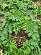 팜모닝 기타작물·영농일지 게시글 이미지