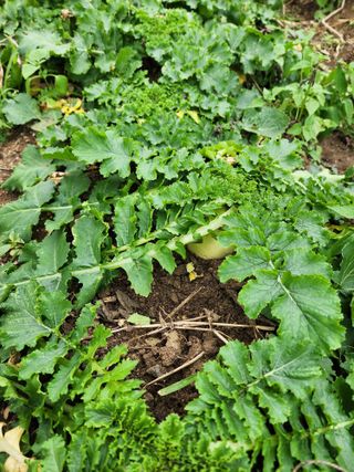 구자형님의 기타작물 · 영농일지 작성글 사진