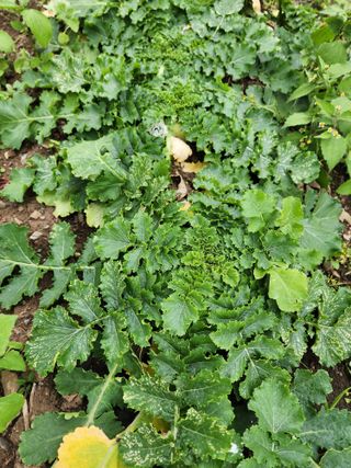 구자형님의 기타작물 · 영농일지 작성글 사진