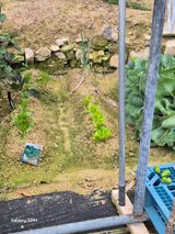 팜모닝 상추·영농일지 게시글 이미지