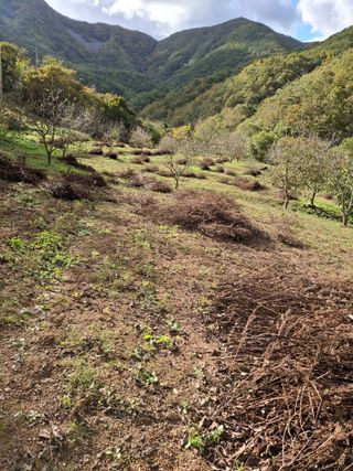000님의 들깨 · 영농일지 작성글 사진