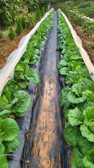 은태농님의 자유주제 · 자유게시판 작성글 사진