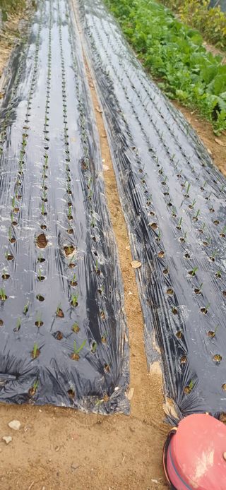 초보퍼머5도2촌준비님의 마늘 · 영농일지 작성글 사진