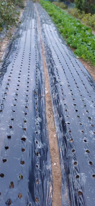 초보퍼머5도2촌준비님의 마늘 · 영농일지 작성글 사진