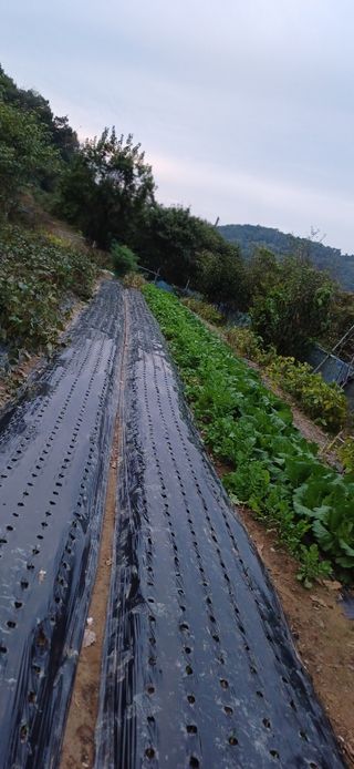 초보퍼머5도2촌준비님의 마늘 · 영농일지 작성글 사진