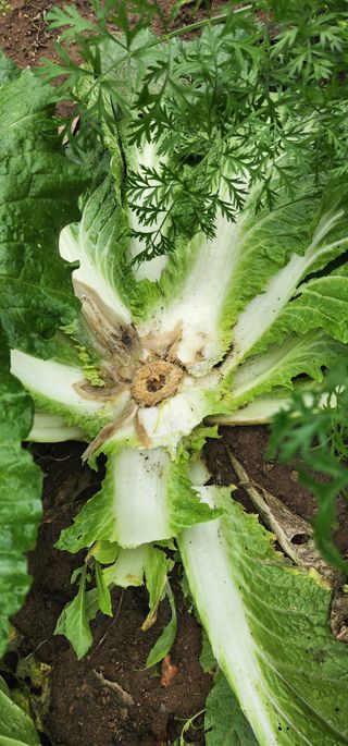 박홍규님의 농사, 무엇이든 물어보세요! · 참여글 작성글 사진