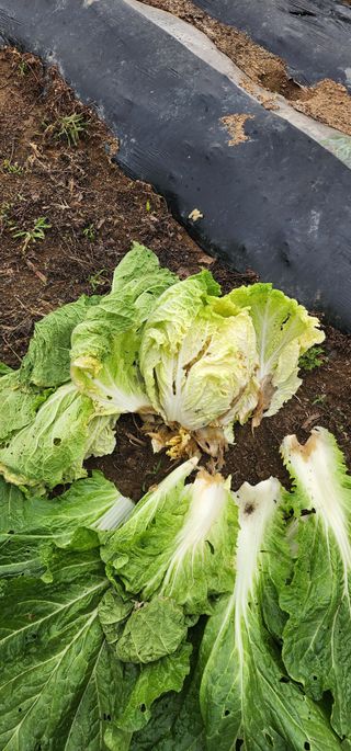 박홍규님의 농사, 무엇이든 물어보세요! · 참여글 작성글 사진