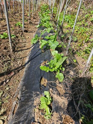 강류담15632님의 배추 · 영농일지 작성글 사진