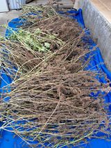 팜모닝 들깨·영농일지 게시글 이미지