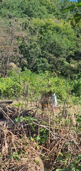 팜모닝 들깨·영농일지 게시글 이미지