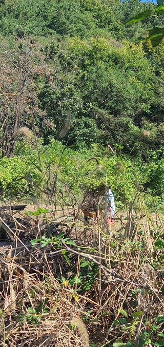 최종호님의 들깨 · 영농일지 작성글 사진