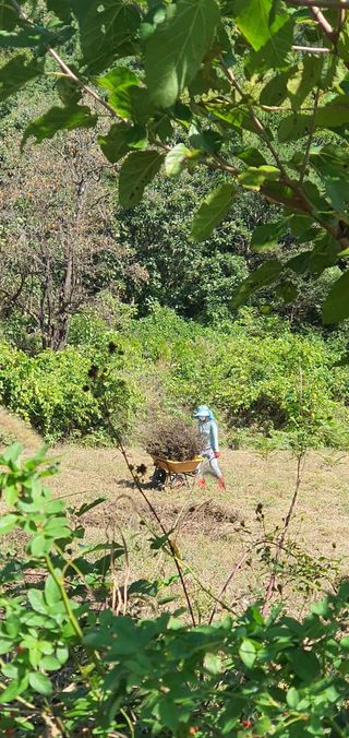 최종호님의 들깨 · 영농일지 작성글 사진