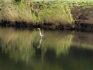 연모 자연의행복님의 우리동네 가을단풍 자랑하기 · 참여글 작성글 사진