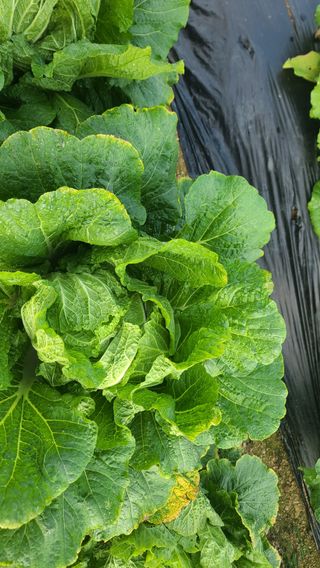 포도14685님의 자유주제 · 자유게시판 작성글 사진