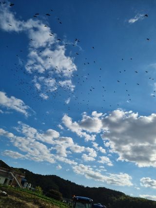 그린1505님의 들깨 · 영농일지 작성글 사진