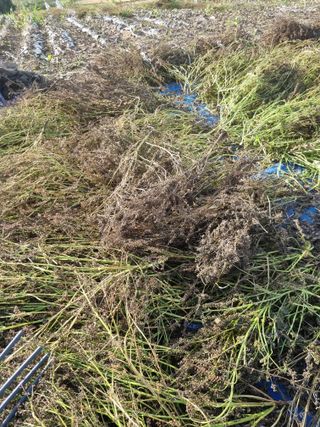 그린1505님의 들깨 · 영농일지 작성글 사진